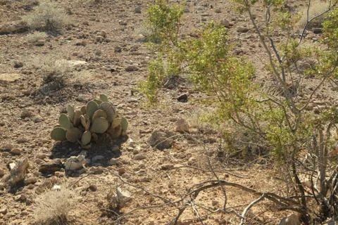 A cactus in the desert. Stock Photos