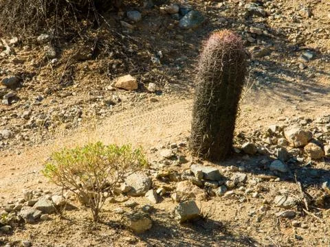 Cactus in the desert Stock Photos