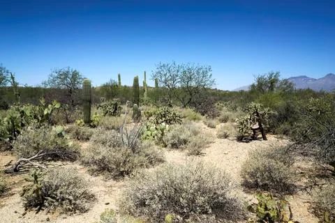 Cactus Desert 스톡 사진