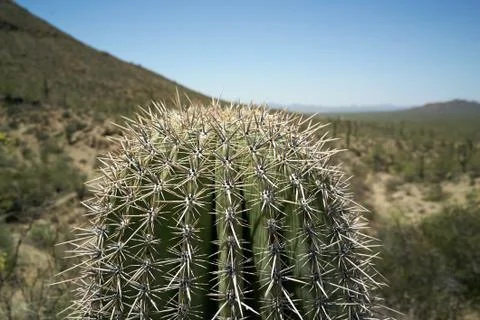 Cactus Desert Stock Photos