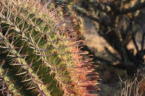 Cactus In The Desert 库存照片