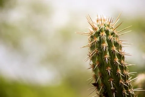 Cactus in the desert Stock Photos