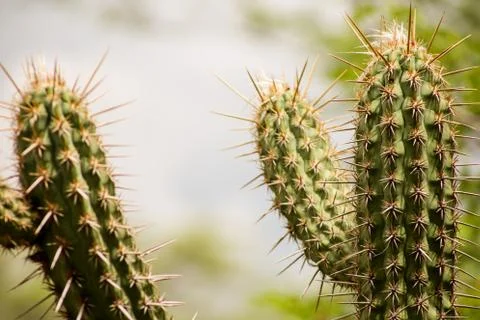 Cactus in the desert Foto stock