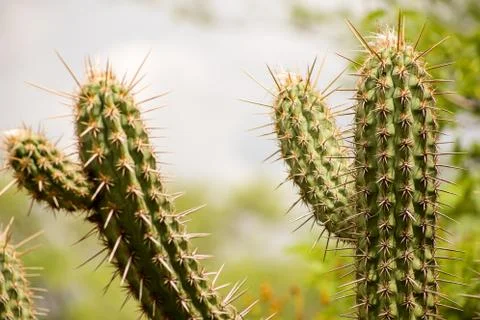 Cactus in the desert Stock Photos