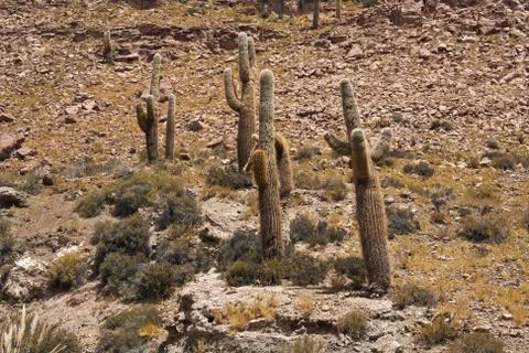Cactus in desert Stock Photos
