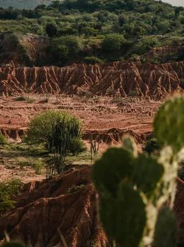 Cactus in the desert Stock Photos