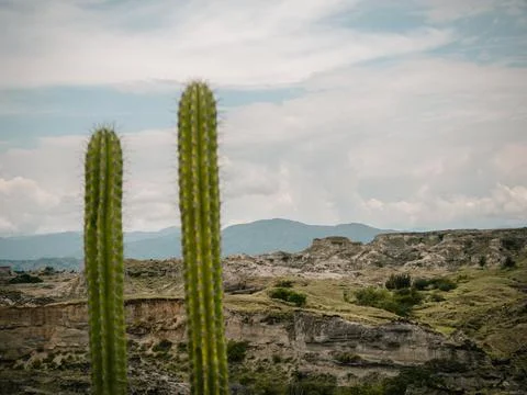 Cactus in the desert Stock Photos