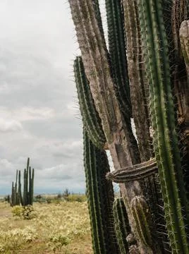 Cactus in the desert Stock Photos