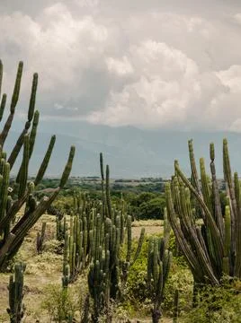 Cactus in the desert Stock Photos