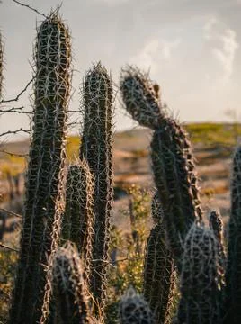 Cactus in the desert Stock Photos