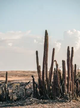Cactus in the desert Stock Photos