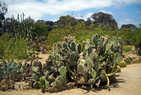 Cactus in desert. Stock Photos