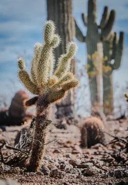 Cactus in the desert Foto stock