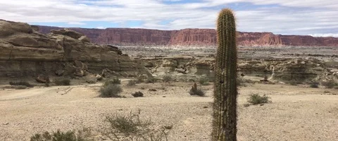 Cactus in the desert with red mountains in the back on a cloudy day Video stock 90657671
