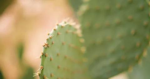 Cactus in the Desert in the Summer Stock Footage 90795957