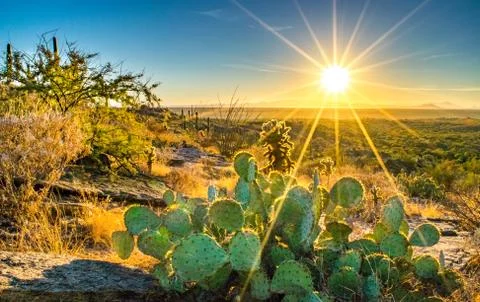 Cactus in Desert at Sunset Stock-Fotos