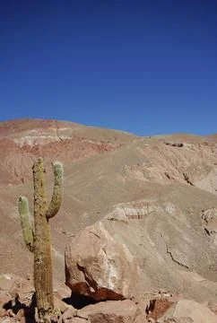 Cactus in the Dessert Stock Photos