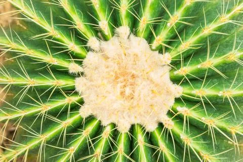 Cactus detail Stock Photos