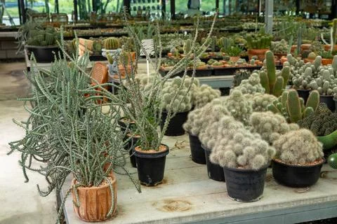 Cactus display event exploring nature's beauty indoor plant nursery collectio Stock Photos