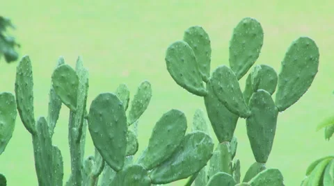 Cactus in downpour Video stock 997735