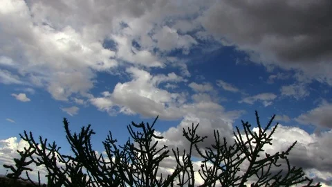 Cactus with dramatic clouds Stock Footage 103005676