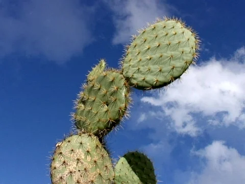 Cactus Dream Stock Footage 490106
