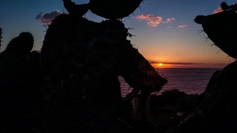 Cactus during dusk with beautiful sunset on the horizon of sea Stock Footage 77548819