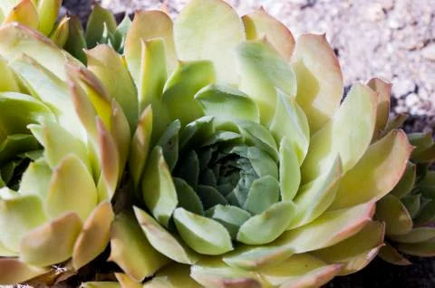 Cactus echeveria Foto stock