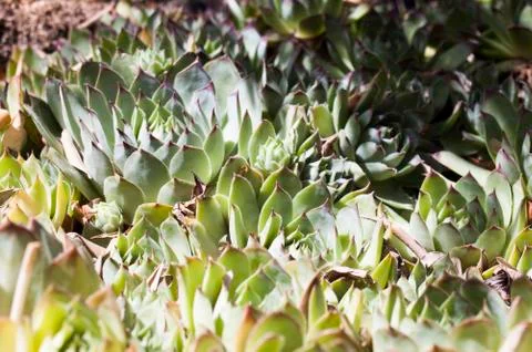 Cactus echeveria Stock Photos