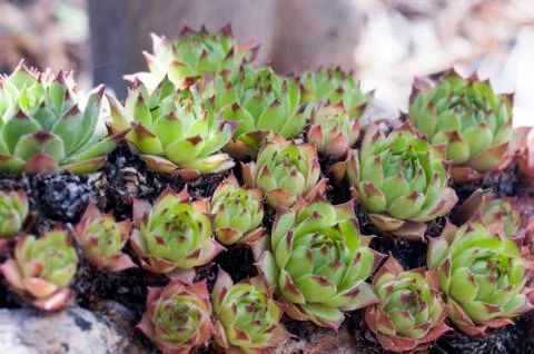 Cactus echeveria Stock Photos