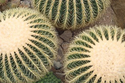 Cactus echinocactus grusonii Stock Photos