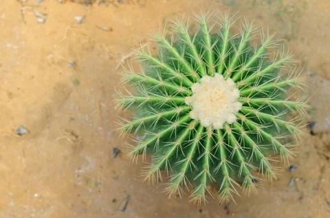 Cactus (Echinocactus Grusonii) Stock Photos