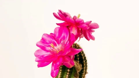 Cactus Echinopsis Kermesina with two blossoms in pink, 4K, time lapse Stock Footage