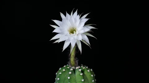 Cactus echinopsis subdenudata, blooming in white colors, 4k Stock Footage