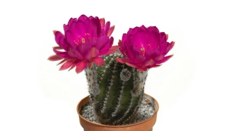Cactus echinopsis with two opening blossoms in pink color 스톡 동영상 112030104