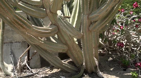 Cactus of enormous size Stock Footage 39716669