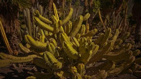 Cactus at the evening twilight Stock Photos