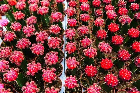 Cactus, extreme closeup Stock Photos