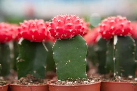 Cactus, extreme closeup Stock Photos