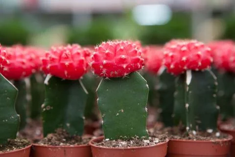 Cactus, extreme closeup Stock Photos