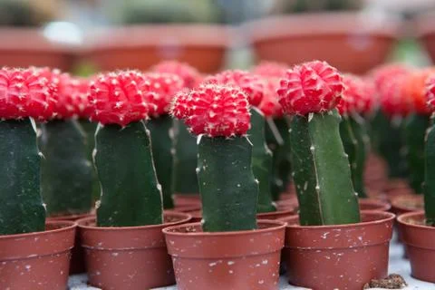 Cactus, extreme closeup Stock Photos
