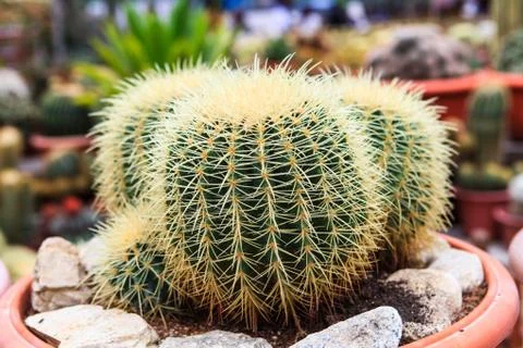 Cactus, extreme closeup Stock Photos