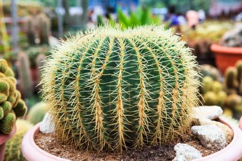 Cactus, extreme closeup Stock Photos