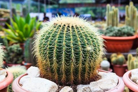 Cactus, extreme closeup Stock Photos