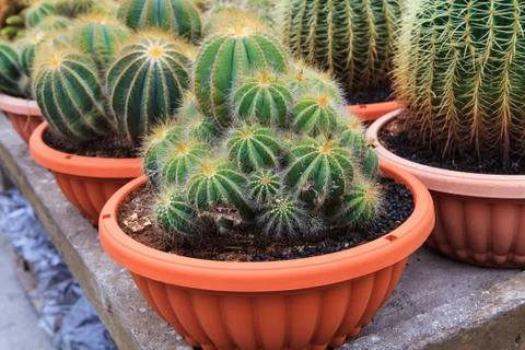 Cactus, extreme closeup Stock Photos
