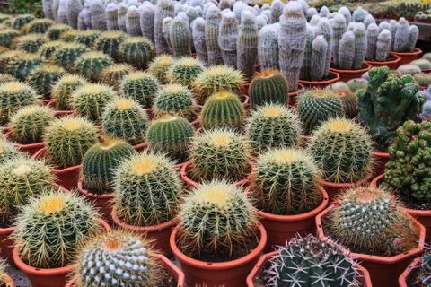 Cactus, extreme closeup Stock Photos