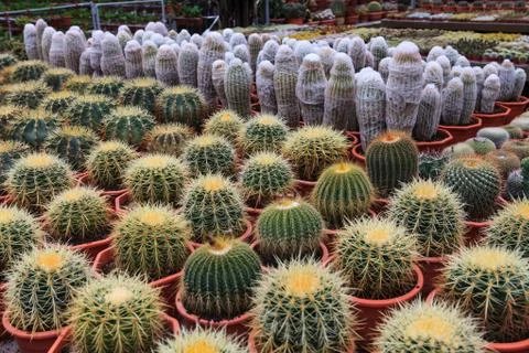 Cactus, extreme closeup Stock Photos