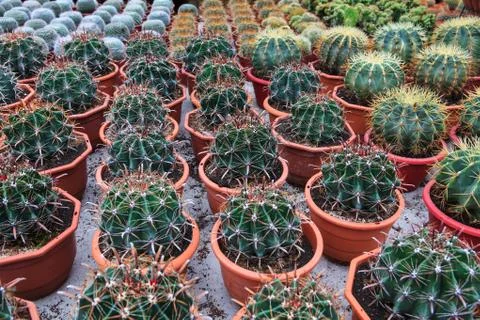Cactus, extreme closeup Stock Photos