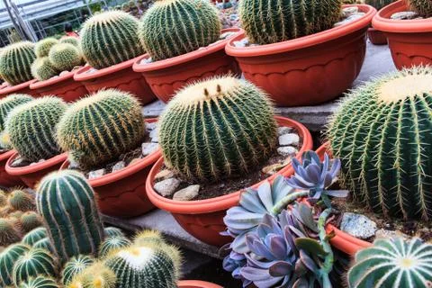 Cactus, extreme closeup Stock Photos