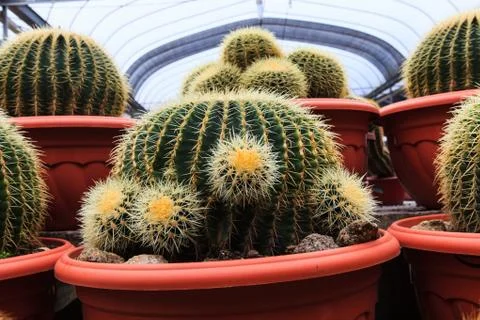 Cactus, extreme closeup Stock Photos